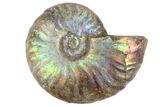 1" Silver Iridescent Ammonite Fossils - Photo 3